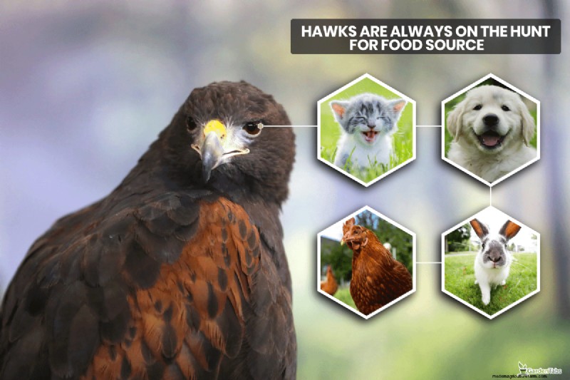 Protecting Pets from Hawks: Do Wind Chimes Really Work?
