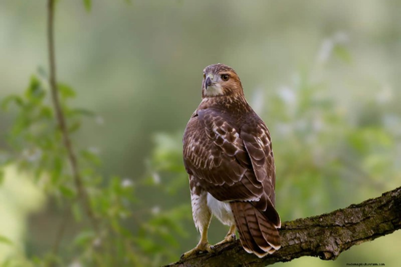 Protecting Pets from Hawks: Do Wind Chimes Really Work?