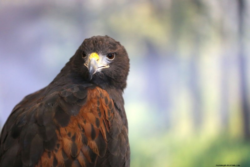 Protecting Pets from Hawks: Do Wind Chimes Really Work?