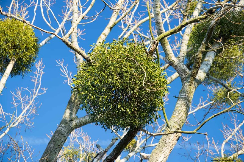 Burning Mistletoe: Risks and Safety Concerns