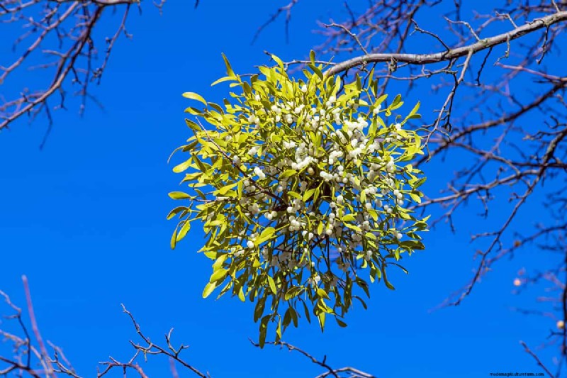 Burning Mistletoe: Risks and Safety Concerns