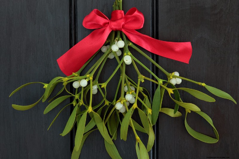 Burning Mistletoe: Risks and Safety Concerns