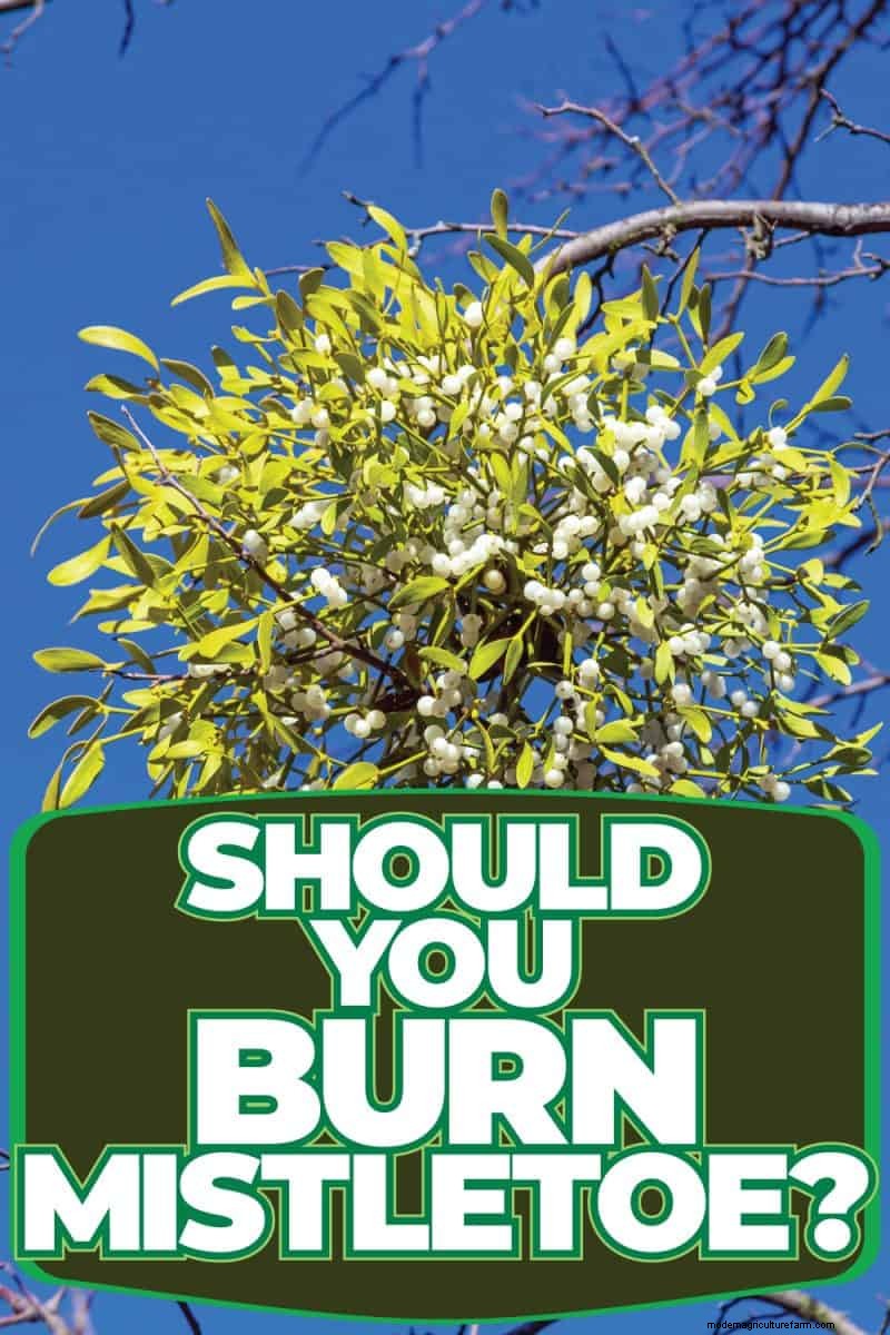 Burning Mistletoe: Risks and Safety Concerns