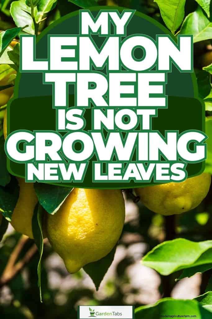 Troubleshooting: Why Isn t My Lemon Tree Growing Leaves? - Causes & Solutions