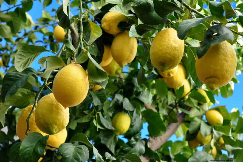 Troubleshooting: Why Isn t My Lemon Tree Growing Leaves? - Causes & Solutions