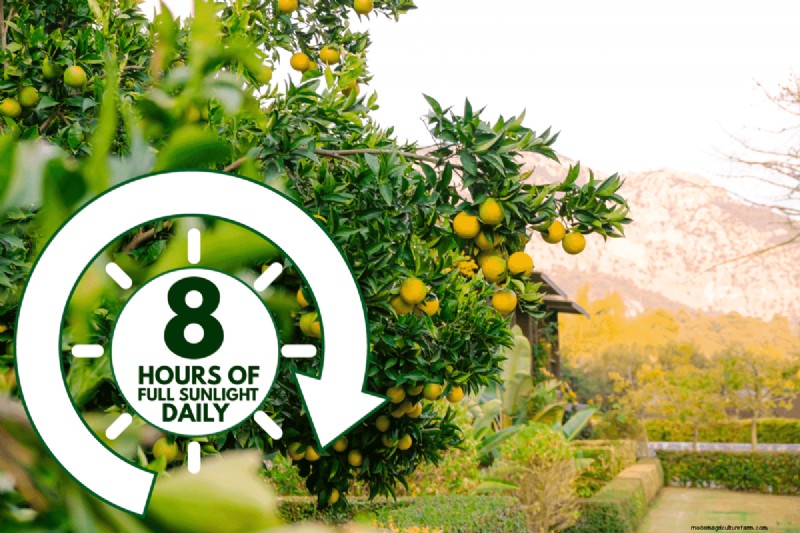 Troubleshooting: Why Isn t My Lemon Tree Growing Leaves? - Causes & Solutions