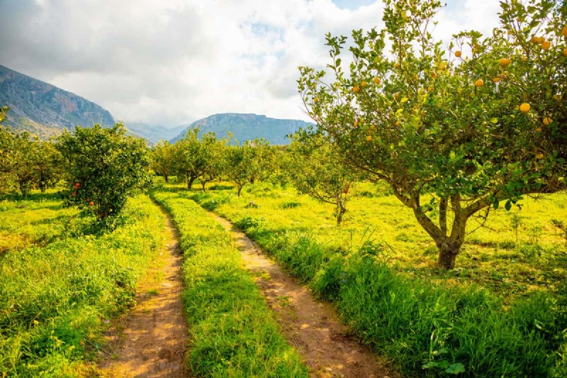 Troubleshooting: Why Isn t My Lemon Tree Growing Leaves? - Causes & Solutions