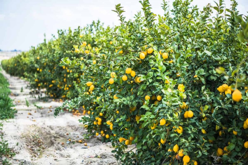Troubleshooting: Why Isn t My Lemon Tree Growing Leaves? - Causes & Solutions