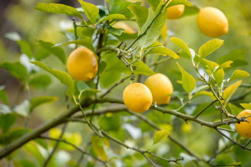 Troubleshooting: Why Isn t My Lemon Tree Growing Leaves? - Causes & Solutions