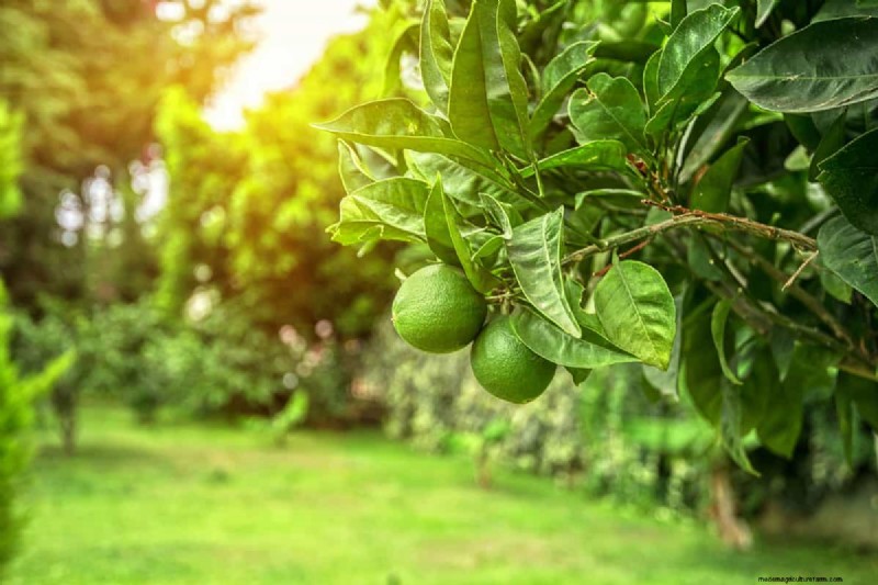 Troubleshooting: Why Isn t My Lemon Tree Growing Leaves? - Causes & Solutions