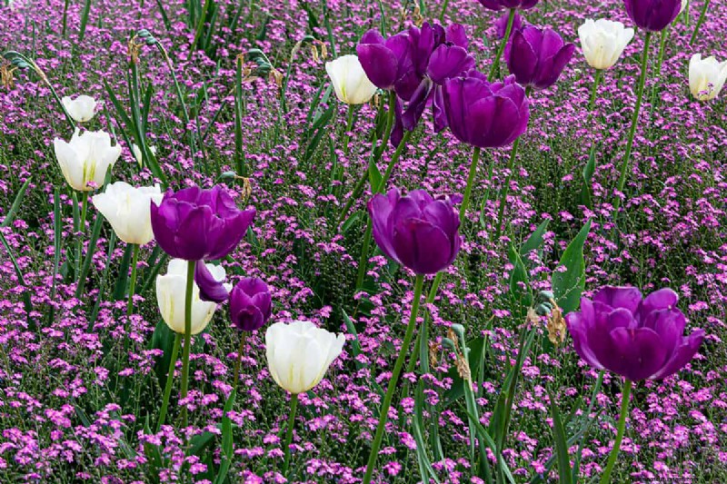 Can Bulbs Grow Through Ground Cover? | Gardening Know How