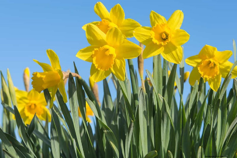 Can Bulbs Grow Through Ground Cover? | Gardening Know How