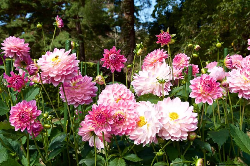 Can Bulbs Grow Through Ground Cover? | Gardening Know How