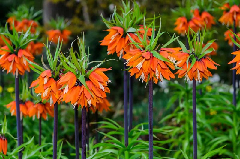 Can Bulbs Grow Through Ground Cover? | Gardening Know How