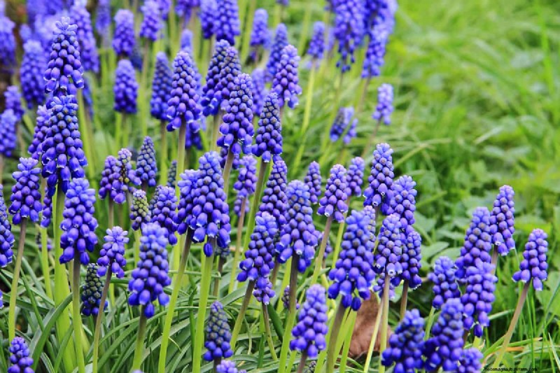 Can Bulbs Grow Through Ground Cover? | Gardening Know How