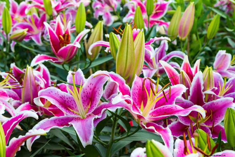 Can Bulbs Grow Through Ground Cover? | Gardening Know How