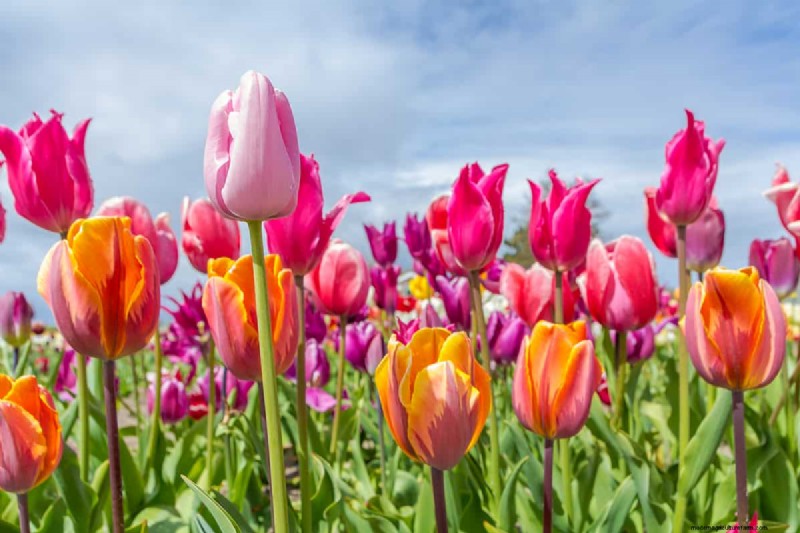 Can Bulbs Grow Through Ground Cover? | Gardening Know How