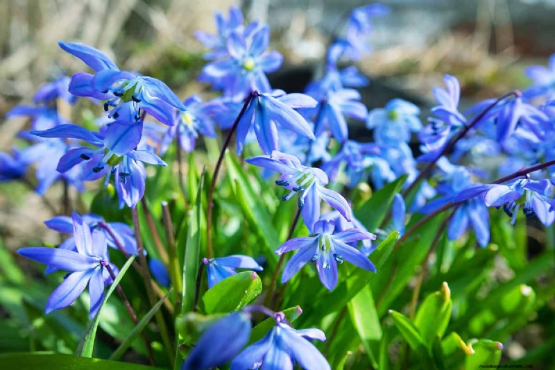Can Bulbs Grow Through Ground Cover? | Gardening Know How