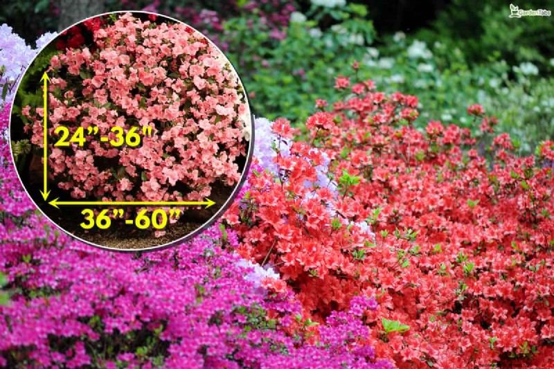 Can Bulbs Grow Through Ground Cover? | Gardening Know How