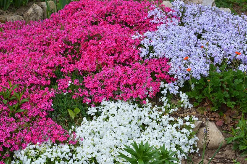 Can Bulbs Grow Through Ground Cover? | Gardening Know How