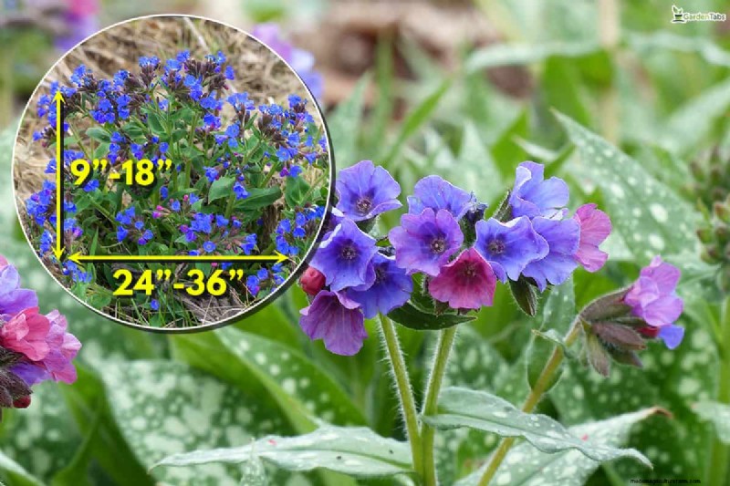 Can Bulbs Grow Through Ground Cover? | Gardening Know How