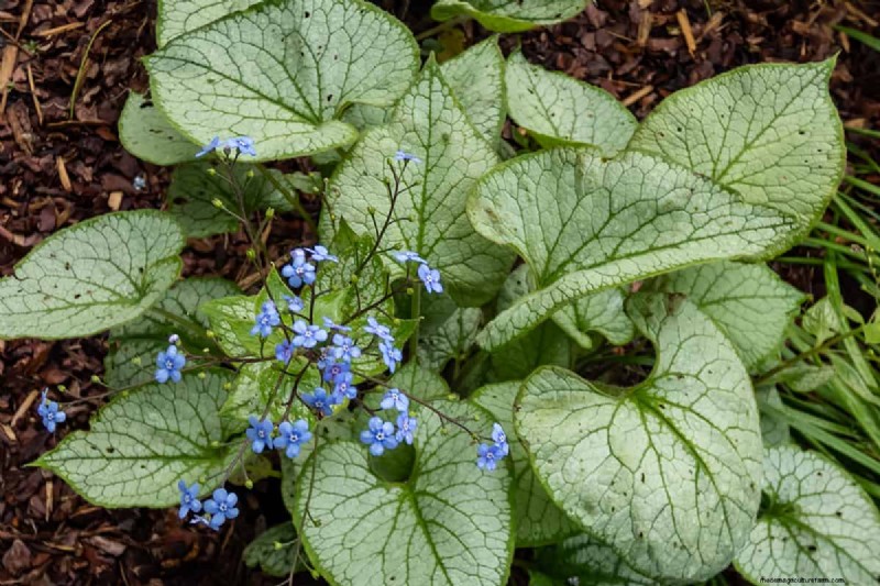 Can Bulbs Grow Through Ground Cover? | Gardening Know How