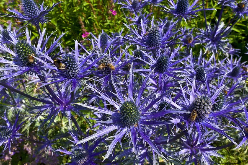 Can Bulbs Grow Through Ground Cover? | Gardening Know How