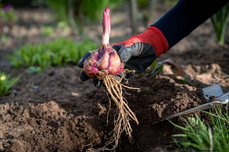 Can Bulbs Grow Through Ground Cover? | Gardening Know How