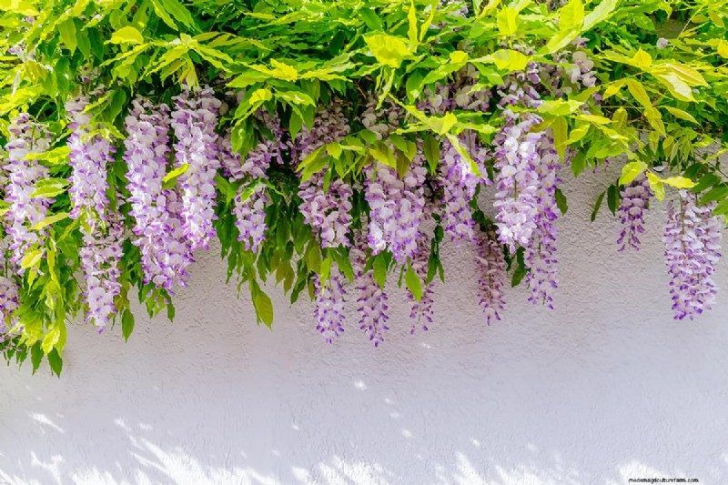 Effectively Eliminate Wisteria with Salt: A Guide