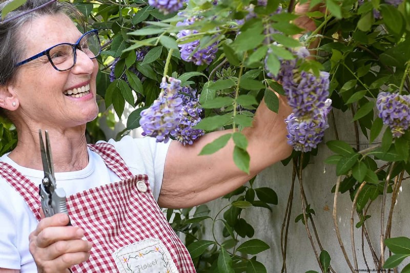 Effectively Eliminate Wisteria with Salt: A Guide