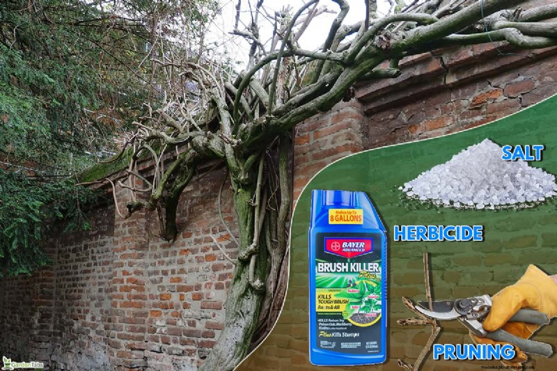 Effectively Eliminate Wisteria with Salt: A Guide