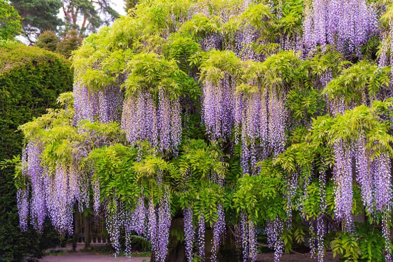 Effectively Eliminate Wisteria with Salt: A Guide