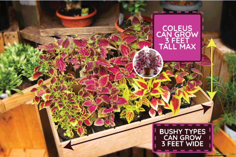 Coleus Size & Growth: A Complete Guide to Plant Dimensions