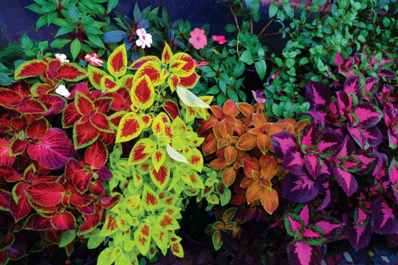 Coleus Size & Growth: A Complete Guide to Plant Dimensions