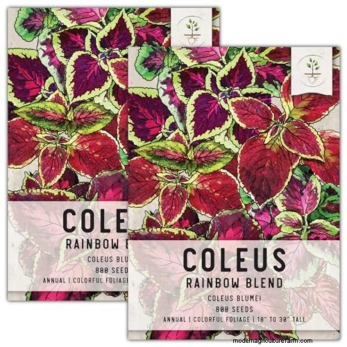 Coleus Size & Growth: A Complete Guide to Plant Dimensions