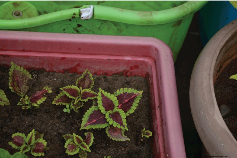 Coleus Size & Growth: A Complete Guide to Plant Dimensions
