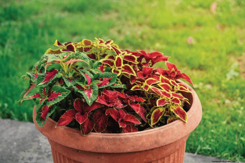 Coleus Size & Growth: A Complete Guide to Plant Dimensions