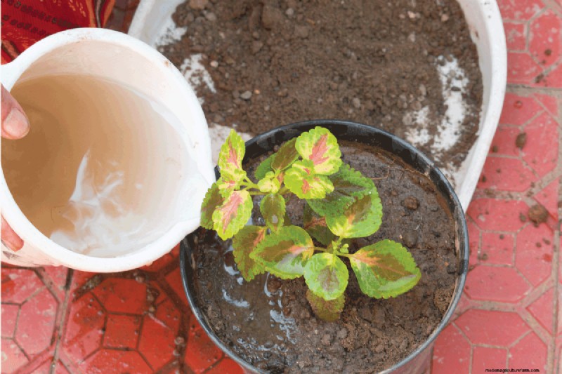 Coleus Size & Growth: A Complete Guide to Plant Dimensions
