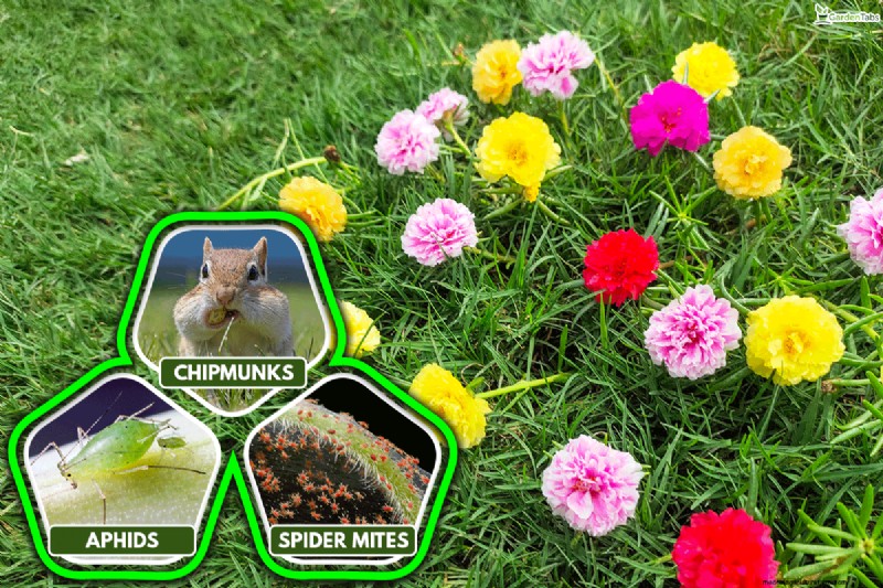 Why Are Portulaca Leaves Closing? Troubleshooting & Blooming Tips