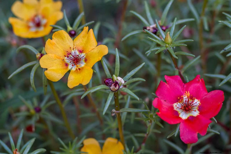 Why Are Portulaca Leaves Closing? Troubleshooting & Blooming Tips