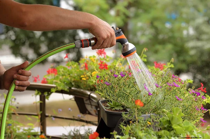Why Are Portulaca Leaves Closing? Troubleshooting & Blooming Tips