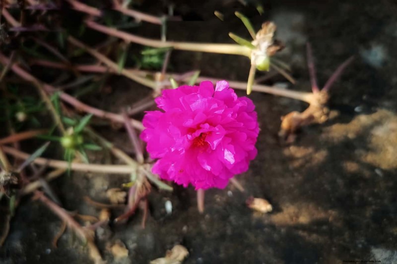 Why Are Portulaca Leaves Closing? Troubleshooting & Blooming Tips