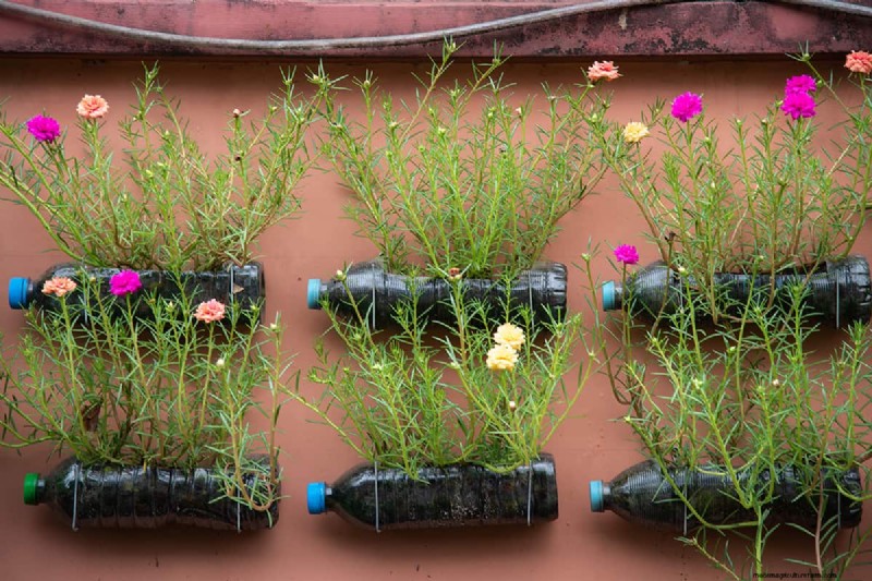 Why Are Portulaca Leaves Closing? Troubleshooting & Blooming Tips