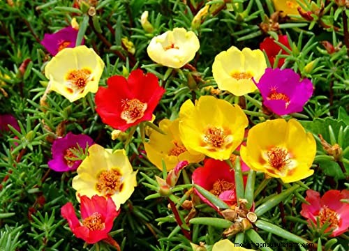 Why Are Portulaca Leaves Closing? Troubleshooting & Blooming Tips