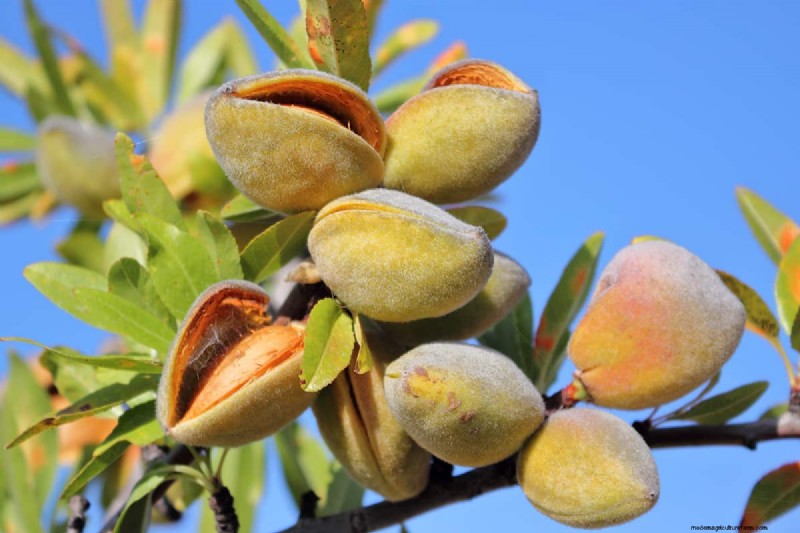 Growing Almond Trees from Seeds: A Comprehensive Guide
