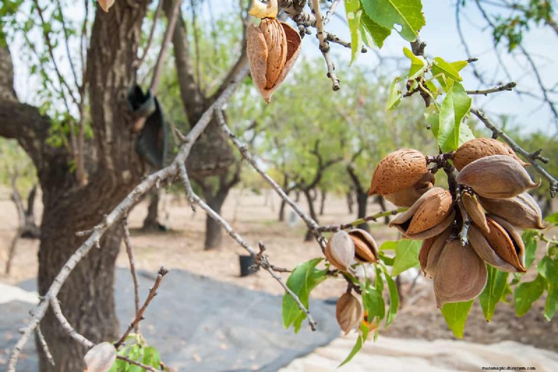 Growing Almond Trees from Seeds: A Comprehensive Guide