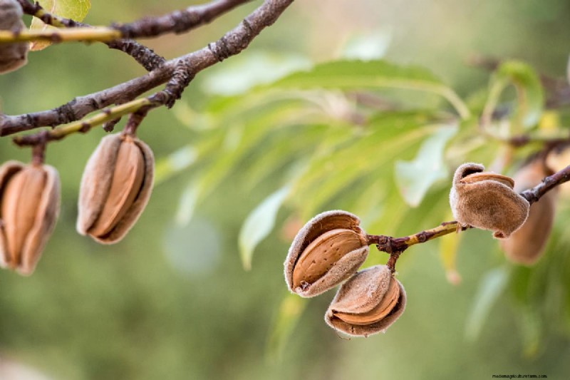Growing Almond Trees from Seeds: A Comprehensive Guide