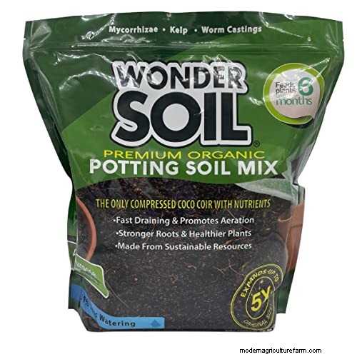 Growing Almond Trees from Seeds: A Comprehensive Guide