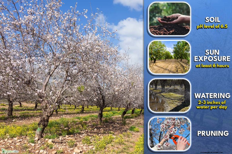 Growing Almond Trees from Seeds: A Comprehensive Guide