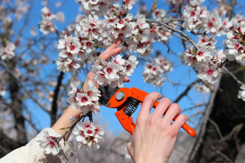 Growing Almond Trees from Seeds: A Comprehensive Guide